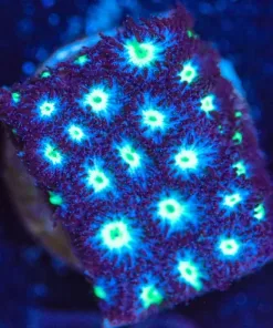 Blue Cookie Dough Cyphastrea Frag (z13)