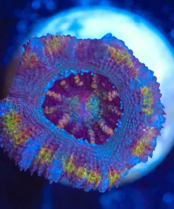Wysiwyg Acan Frag [F53]