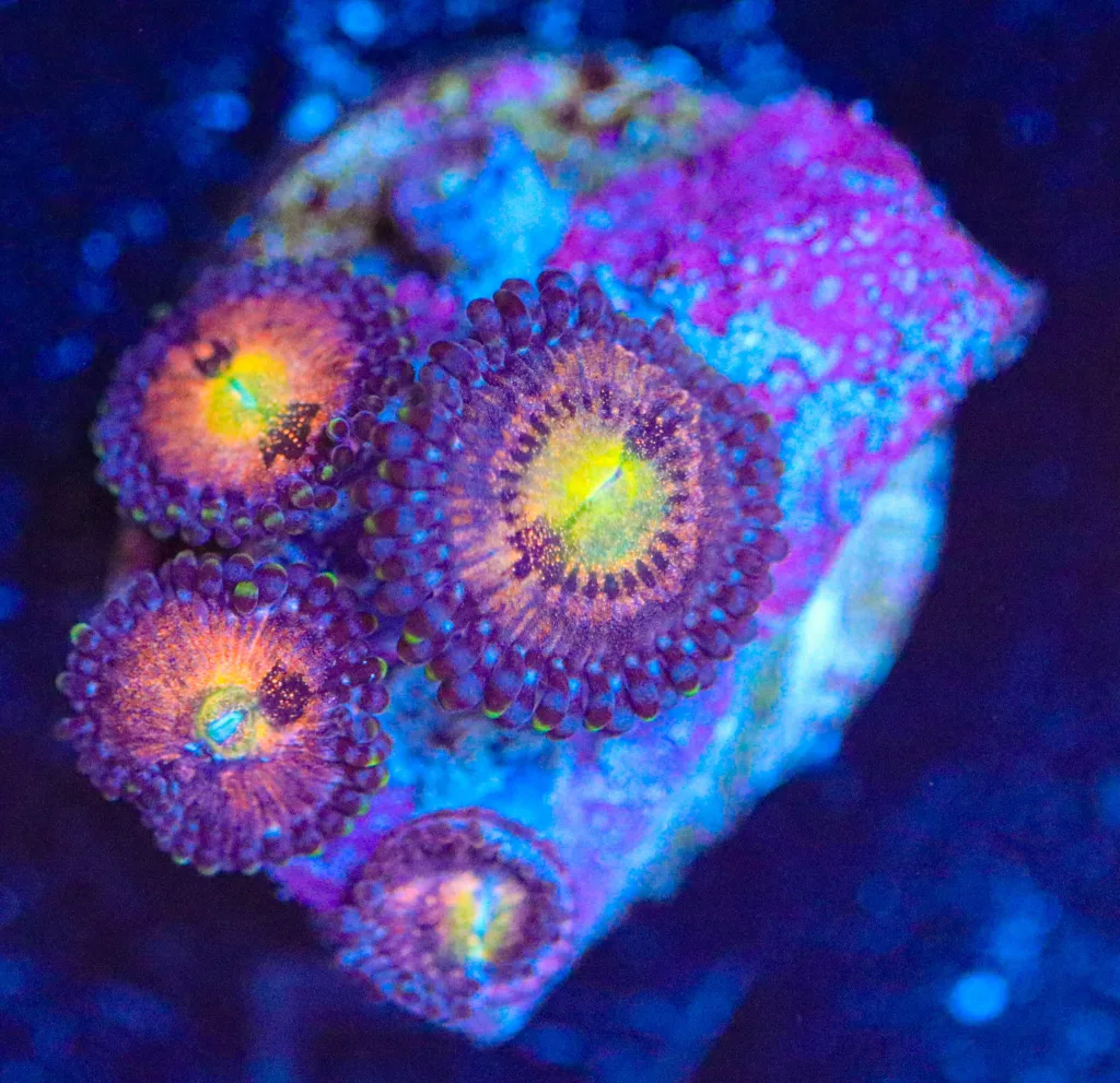 Frag Box Corals