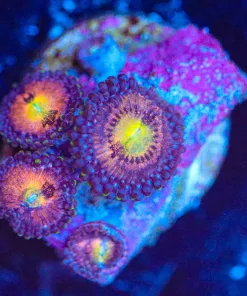 Wysiwyg Zoanthid Frag  [F54]