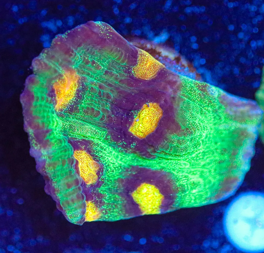 Frag Box Corals