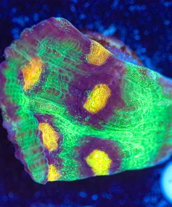 Wysiwyg Chalice Coral Frag [F55]