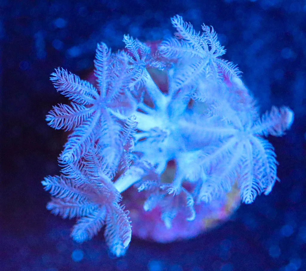 Frag Box Corals