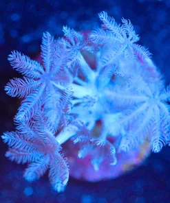 Wysiwyg sm Pulsing Xenia Frag [F57]