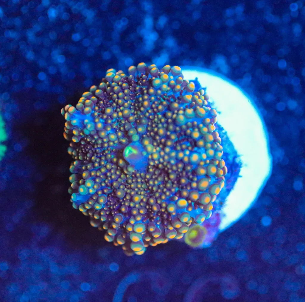 Frag Box Corals