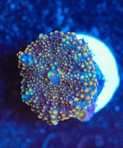 Wysiwyg Ricordea Yuma Frag [F66]