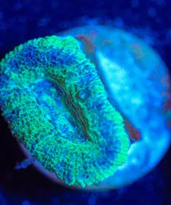 Wysiwyg Acan Frag [F72]