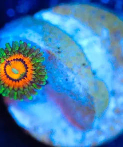 Wysiwyg Rainbow Incinerator Zoa Frag [F75]