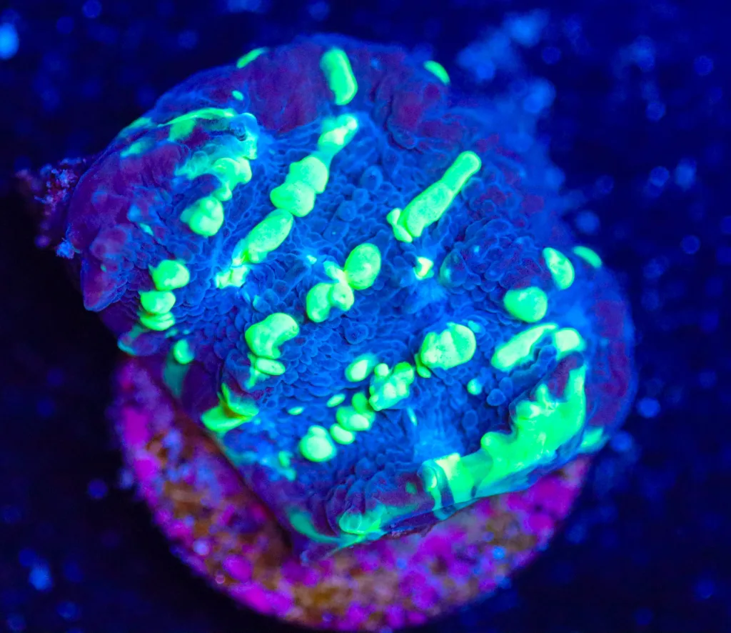 Frag Box Corals