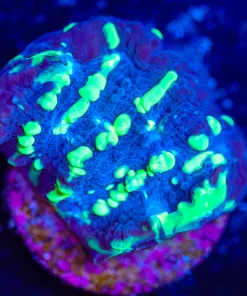 Wysiwyg UFO Chalice Frag [F77]
