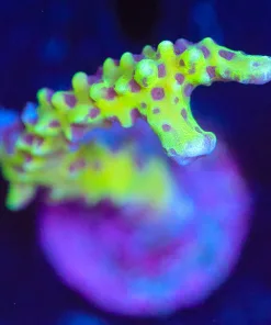 Wysiwyg  Anacropora Frag [F100]