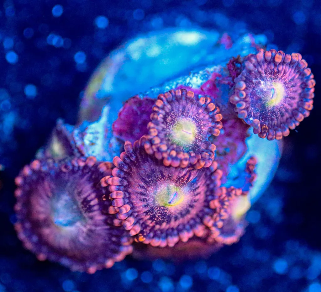 Frag Box Corals