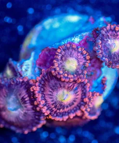 Wysiwyg Zoanthid Frag [F122]
