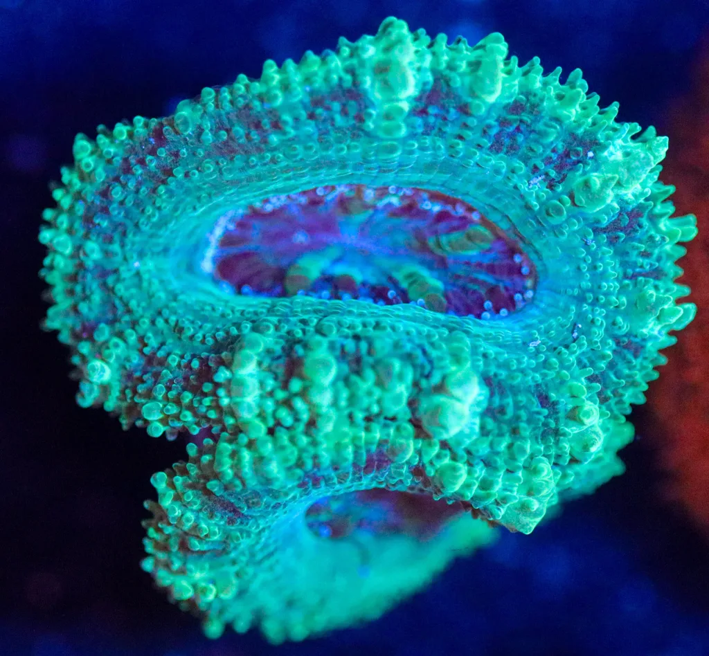 Frag Box Corals