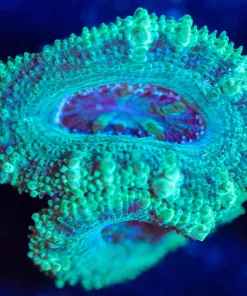 Wysiwyg  Acan Frag  [F127]