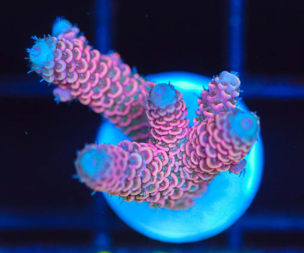 Frag Box Corals