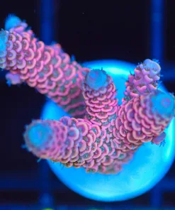 Wysiwyg  Bubble Gum Millepora  Acropora Frag  [F187]