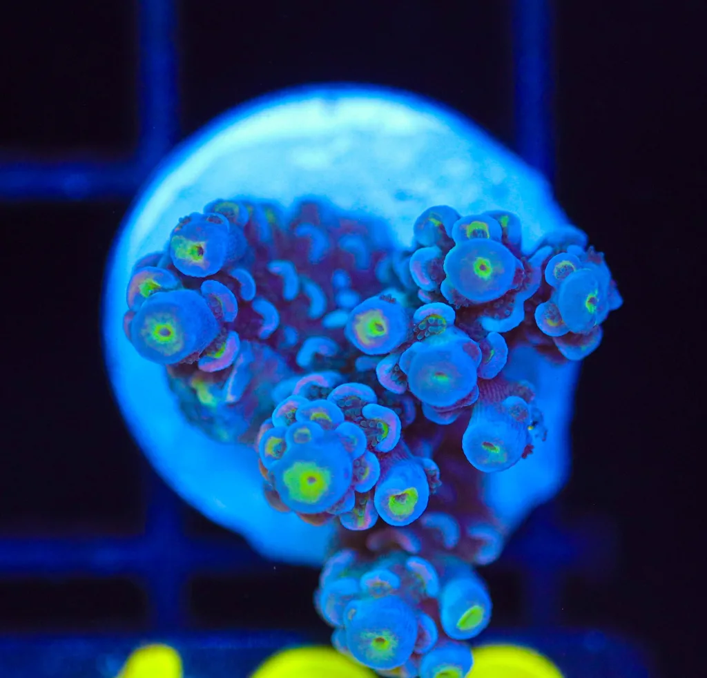 Frag Box Corals