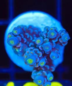 Wysiwyg Acropora Frag [F190]