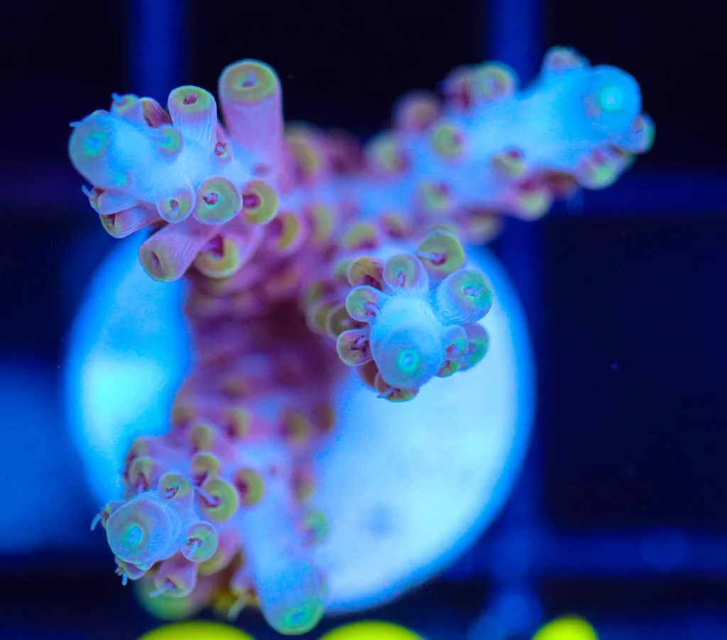 Frag Box Corals