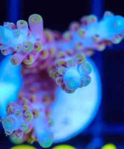 Wysiwyg Acropora Frag [F201]