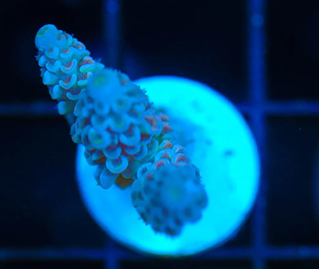 Frag Box Corals