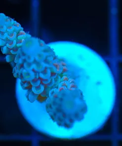 Wysiwyg  Acropora Frag [F206]