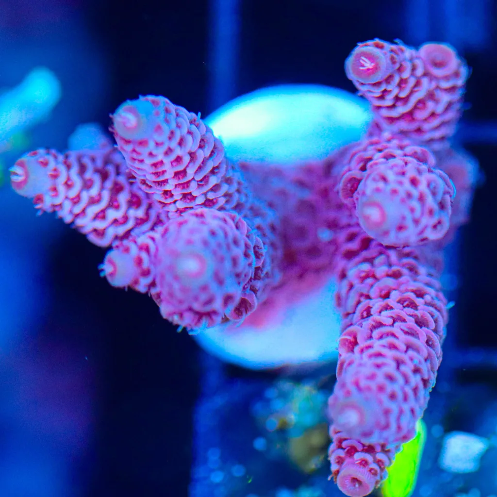 Frag Box Corals