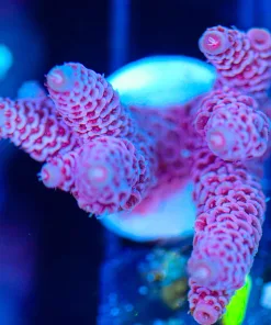 Wysiwyg Millepora Acropora Frag [F212]