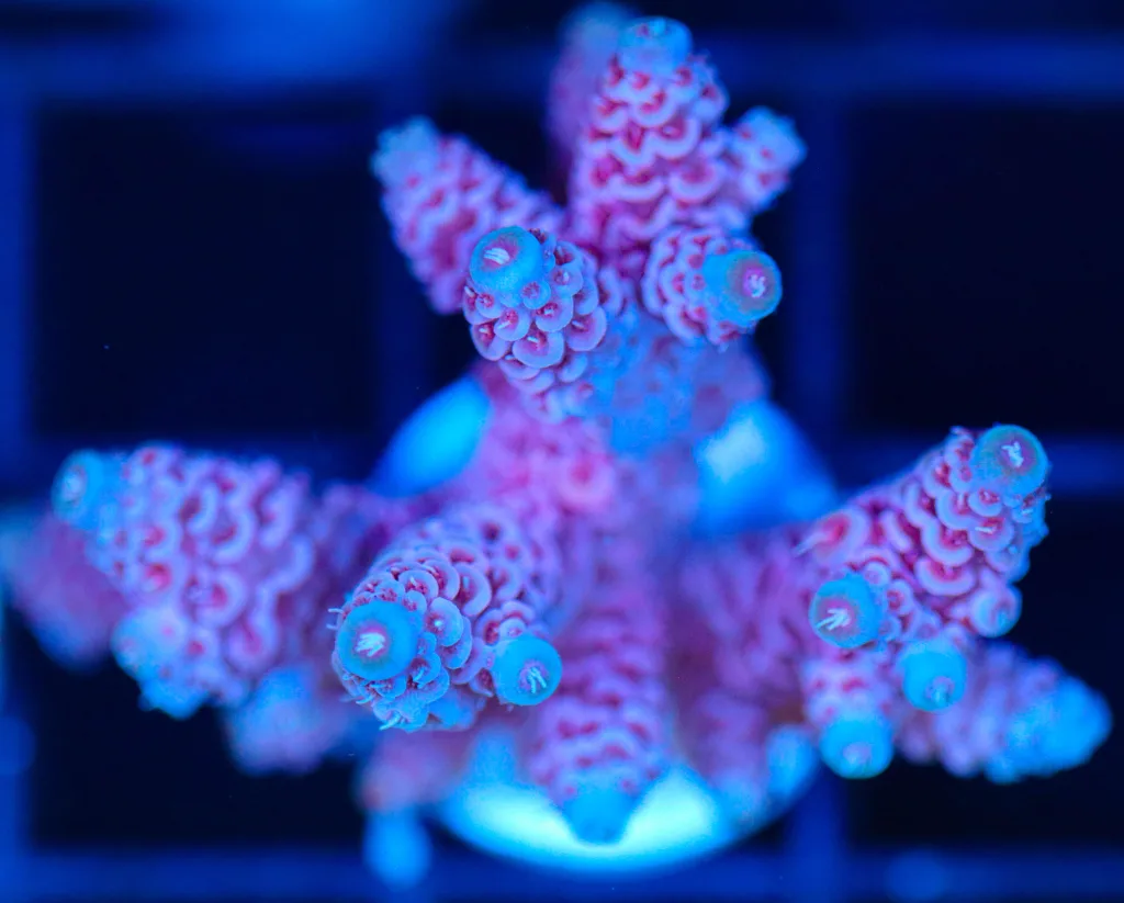 Frag Box Corals