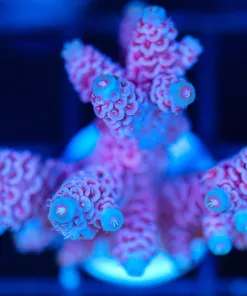 Wysiwyg Millepora Acropora X-Large Frag [F223]