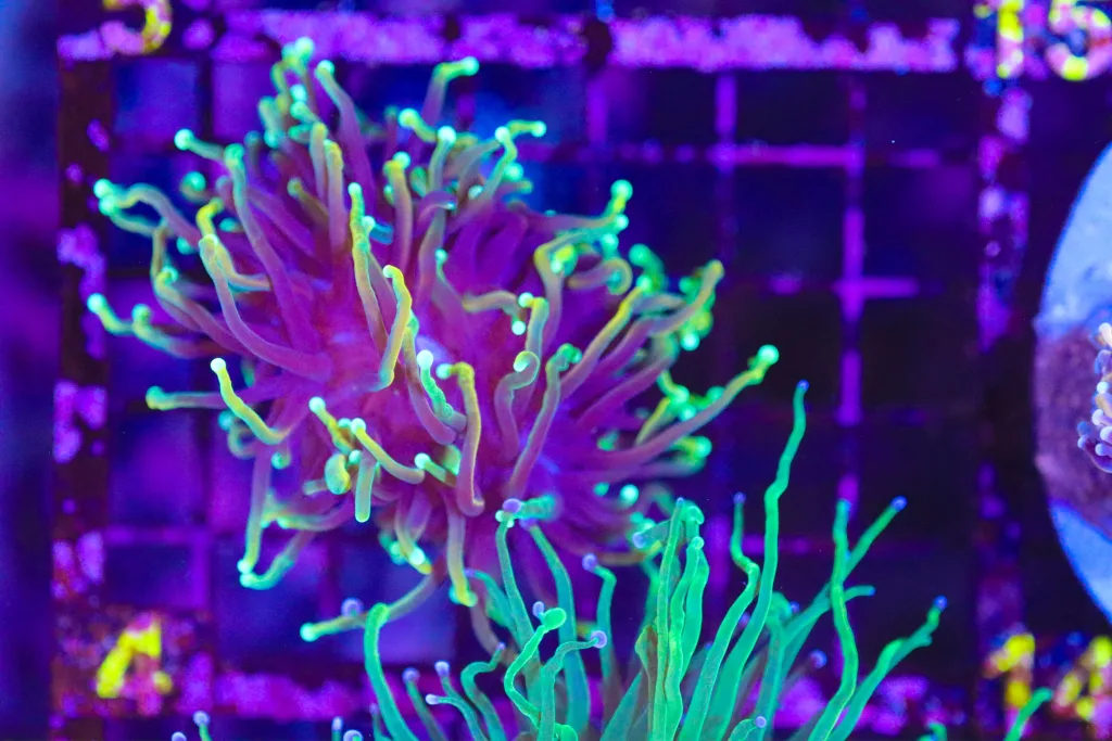 Frag Box Corals