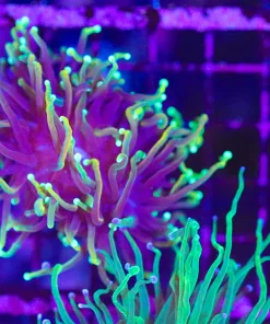 Wysiwyg Dragon Soul Torch Coral (C4)