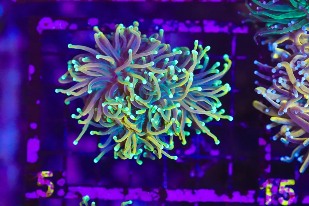 Frag Box Corals