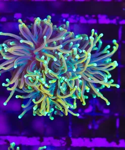 Wysiwyg Large Ultra Torch Coral (C5)