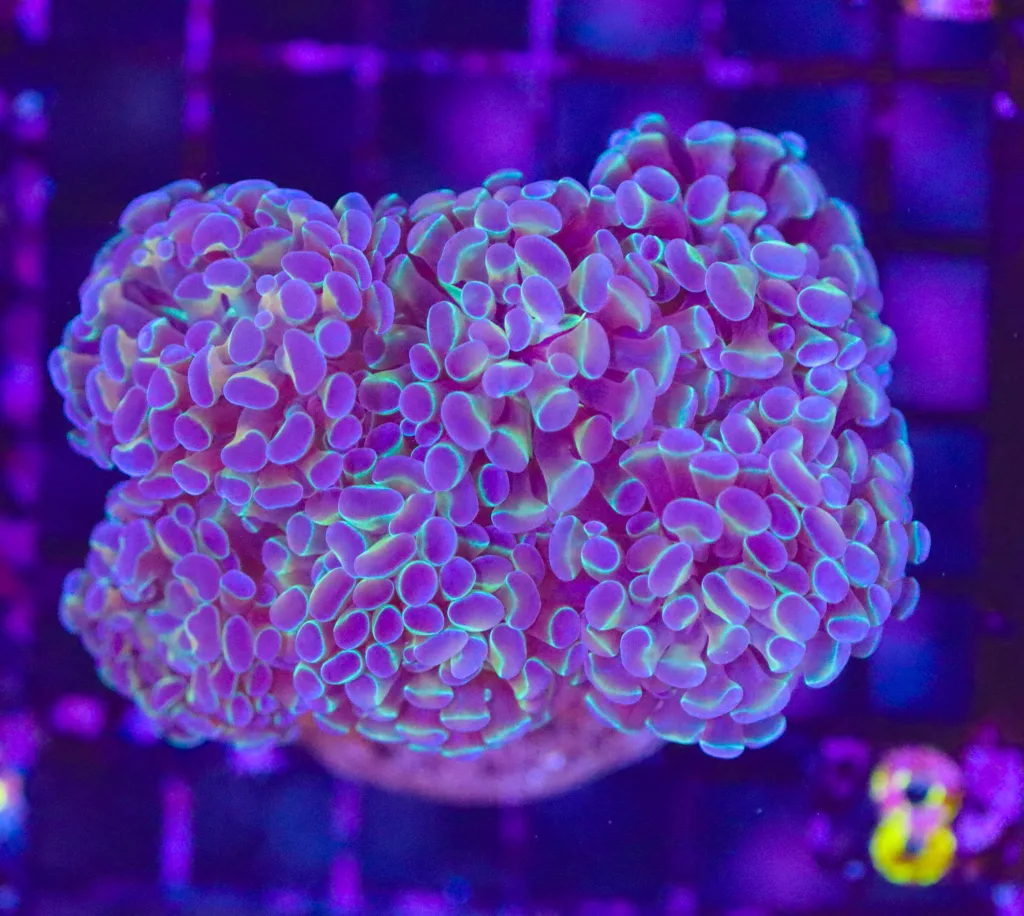 Frag Box Corals