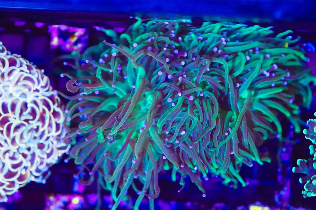 Frag Box Corals