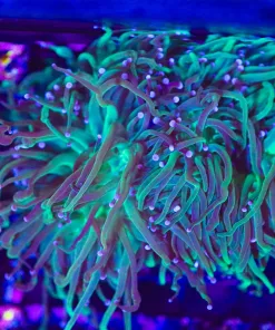 Wysiwyg Torch Coral (C11)