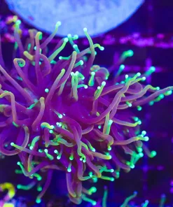 Wysiwyg Dragon Soul Torch Coral (C12)