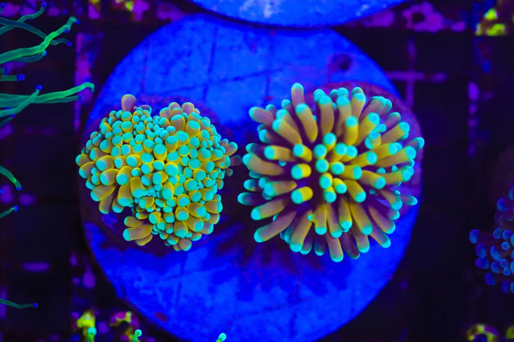 Frag Box Corals