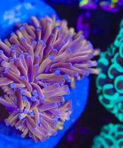 Wysiwyg White Tip Golden Torch Coral (C14)