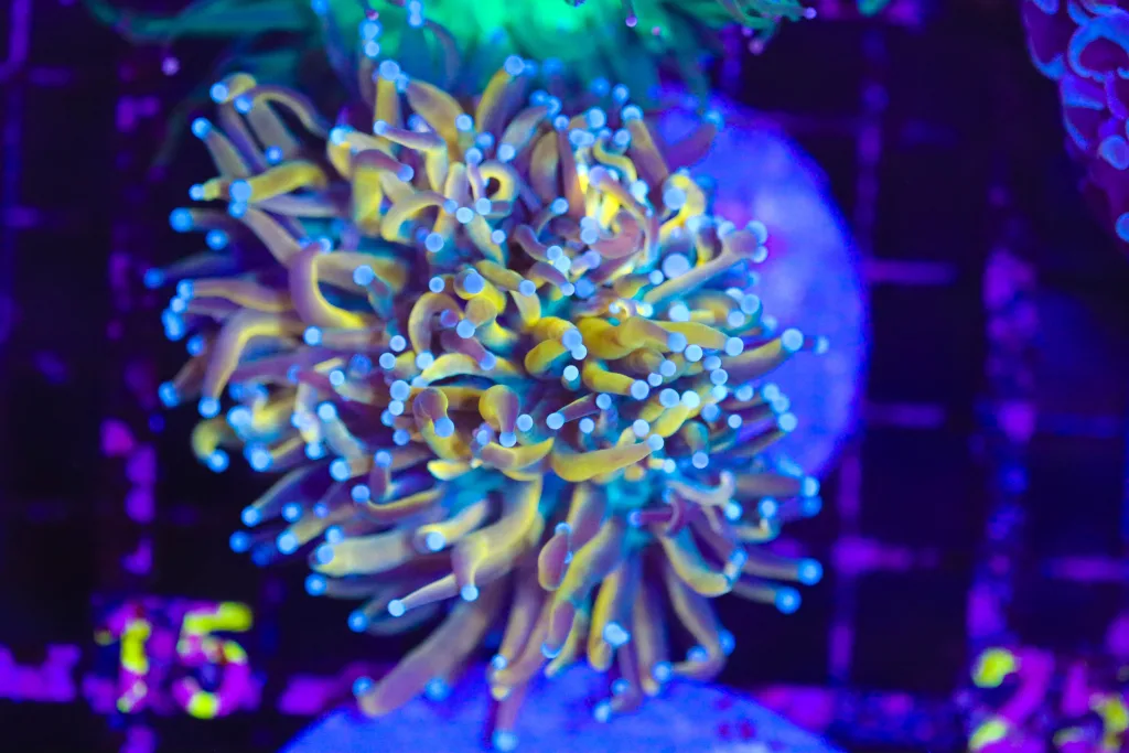 Frag Box Corals