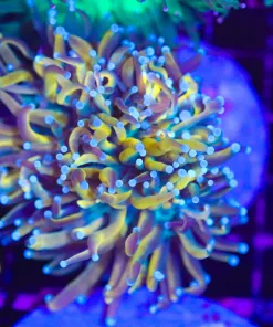 Wysiwyg Torch Coral  (C15)