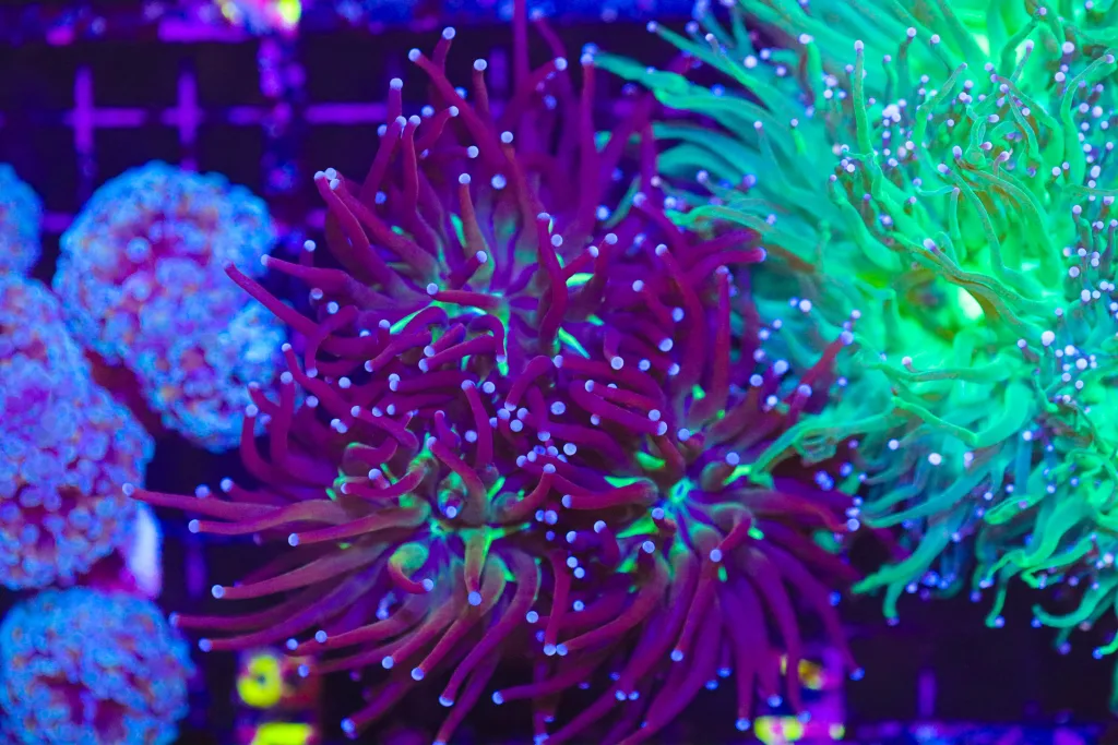 Frag Box Corals