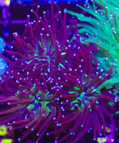 Wysiwyg Torch Coral Colony (C17)