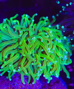 Wysiwyg Aussie Torch Coral Frag (C19) *free shipping no minimum spend*