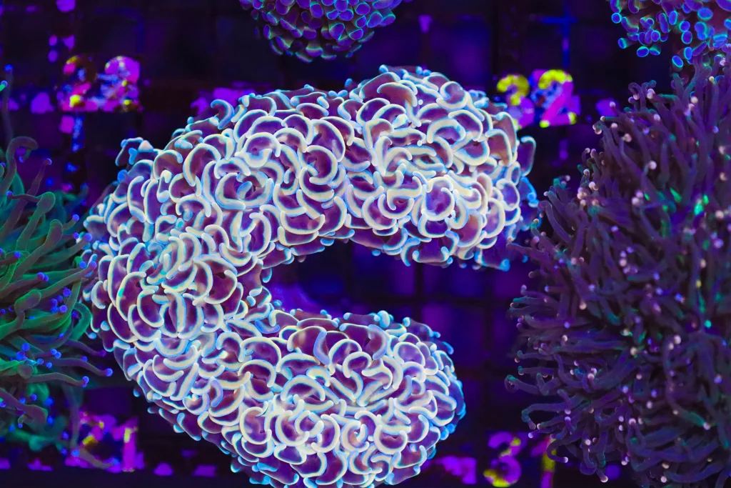 Frag Box Corals