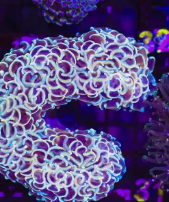 Wysiwyg Hammer Coral Colony (C21) *Free shipping no minimum spend*
