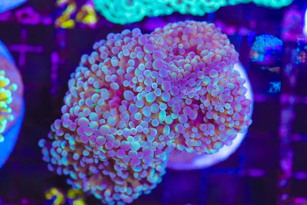 Frag Box Corals