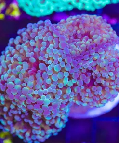 Branching Hammer Coral Colony (C23)